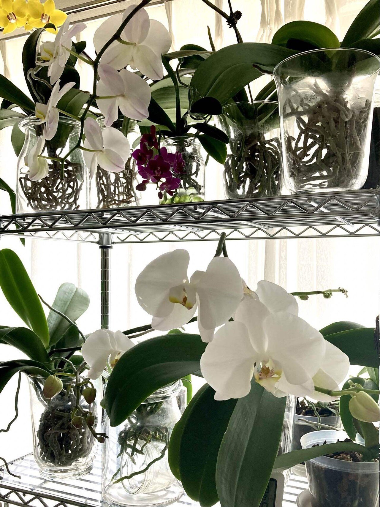 胡蝶蘭 水耕栽培のススメ 基本的な育て方のまとめ 胡蝶蘭その13 らく Note 胡蝶蘭 水耕栽培のススメ 基本的な育て方のまとめ 胡蝶蘭その13 らく Note