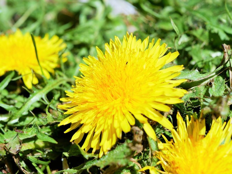 春の花を探しに おひたち Note