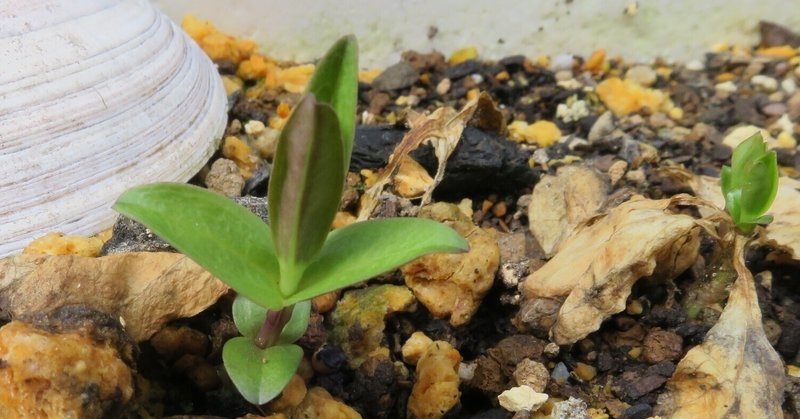 リンドウの種まき その1 和花奈の種から栽培 Note