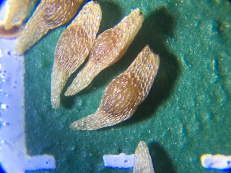 リンドウの種まき その1 和花奈の種から栽培 Note