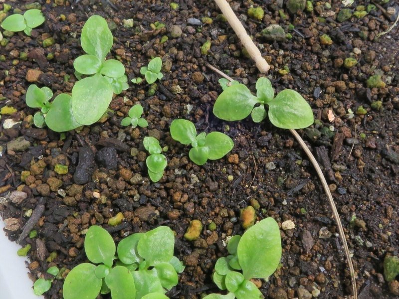 リンドウの種まき その1 和花奈の種から栽培 Note