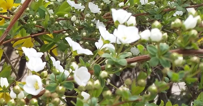 黄泉の花 の新着タグ記事一覧 Note つくる つながる とどける