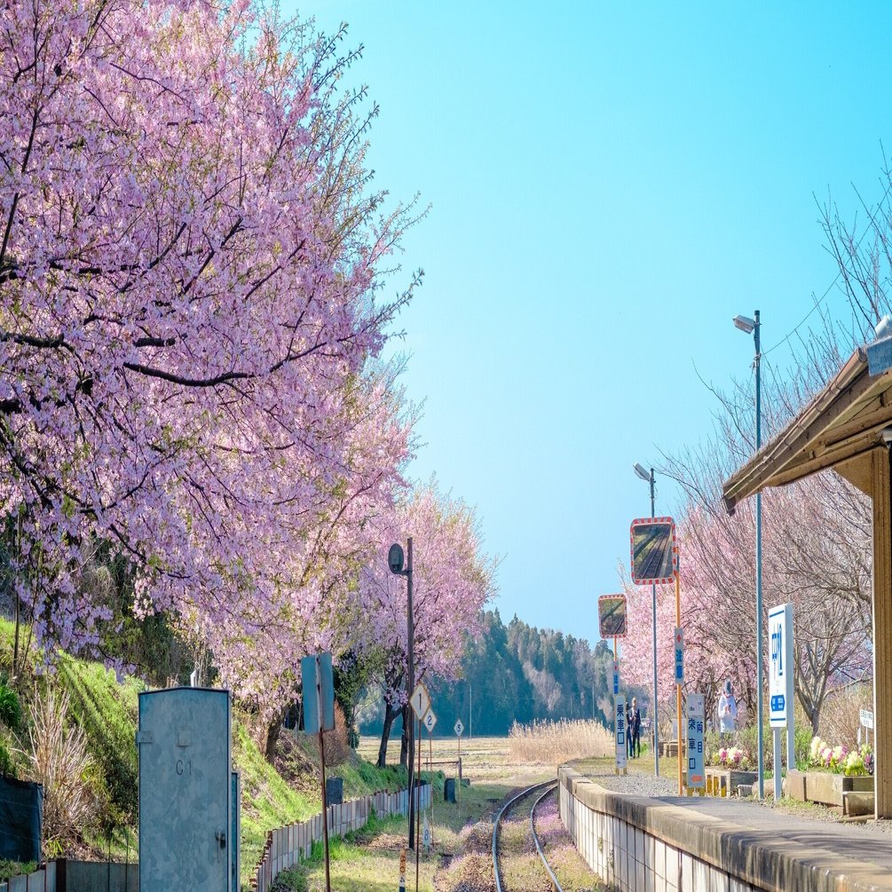 一足早い桜を ひたちなか市 中根駅 勝手に茨城の魅力を伝えたい Note