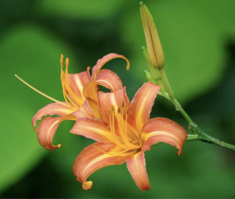 庭と畑の記録 18 カンゾウを移植しました なな艸 Note