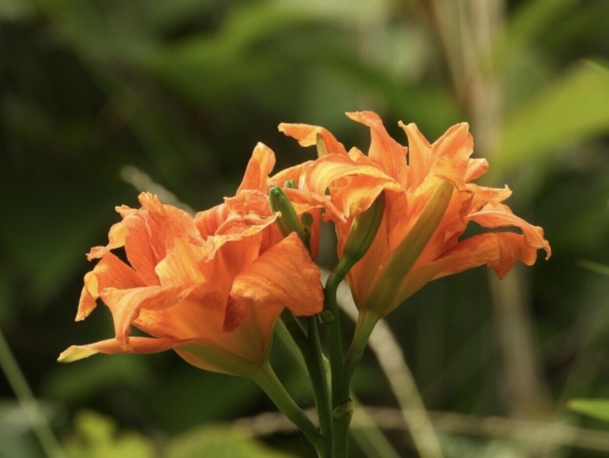 庭と畑の記録 18 カンゾウを移植しました なな艸 Note