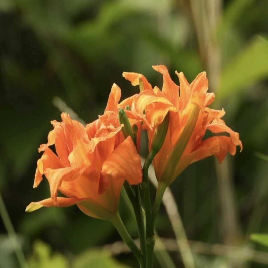 庭と畑の記録 18 カンゾウを移植しました｜北鎌倉野草部