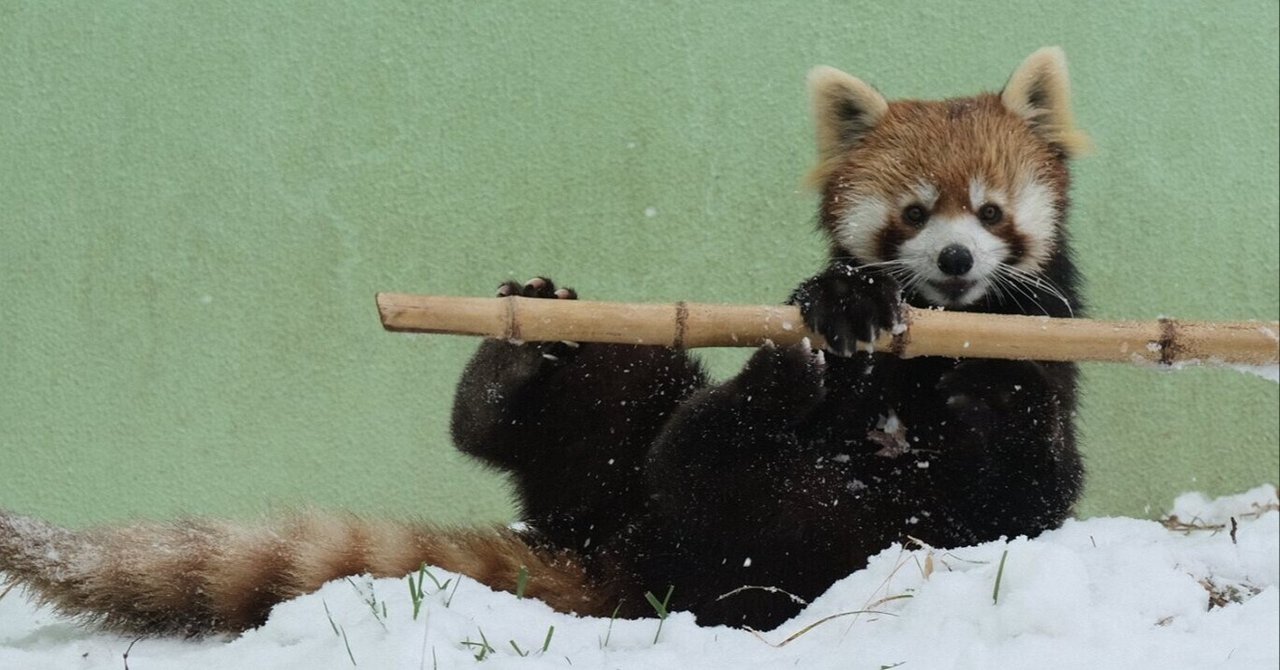 野生のレッサーパンダはどんな所に住んでいる ぱーと2 ふもと Note 野生のレッサーパンダはどんな所に住んでいる ぱーと2 ふもと Note