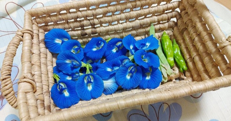 バタフライピーを種から育てた話 前編 青いハーブティー うさぎと犬 Note バタフライピーを種から育てた話 前編 青いハーブティー うさぎと犬 Note