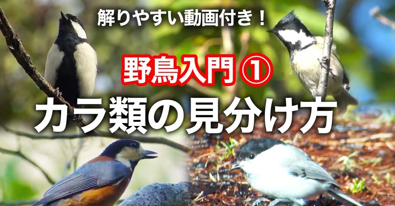 野鳥入門１ カラ類の４種類の見分け方 Birdlover Note
