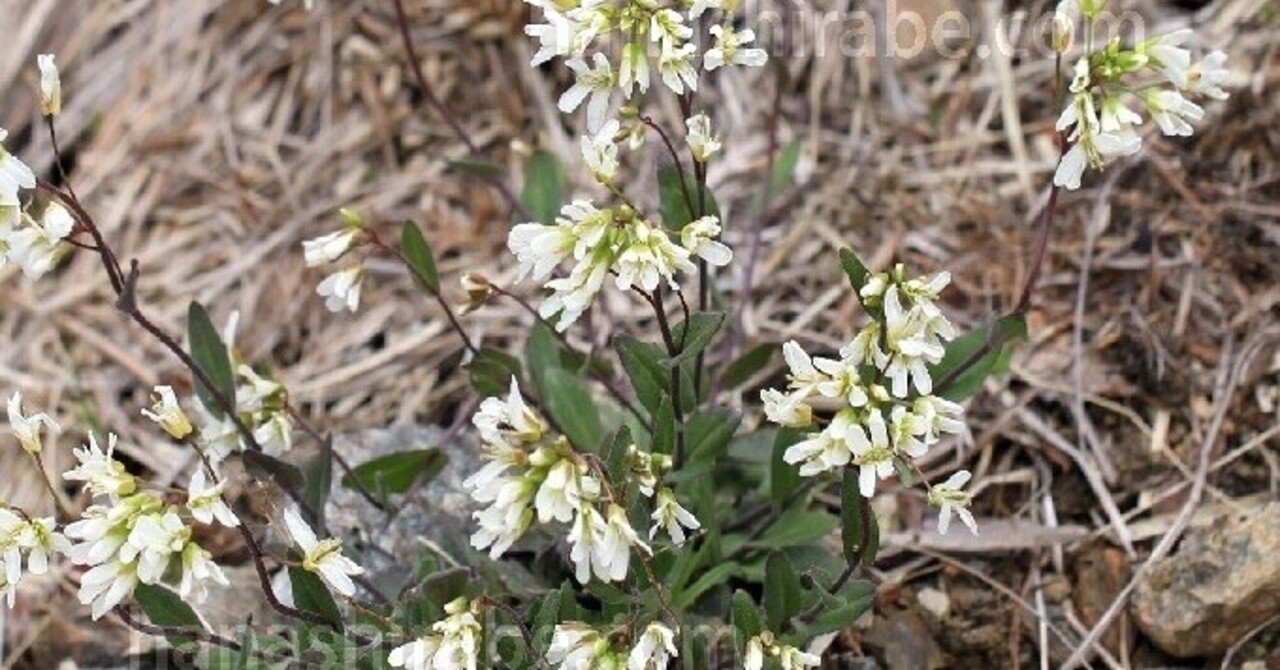 ウメハタザオ 高山植物に魅せられて アッキー Note