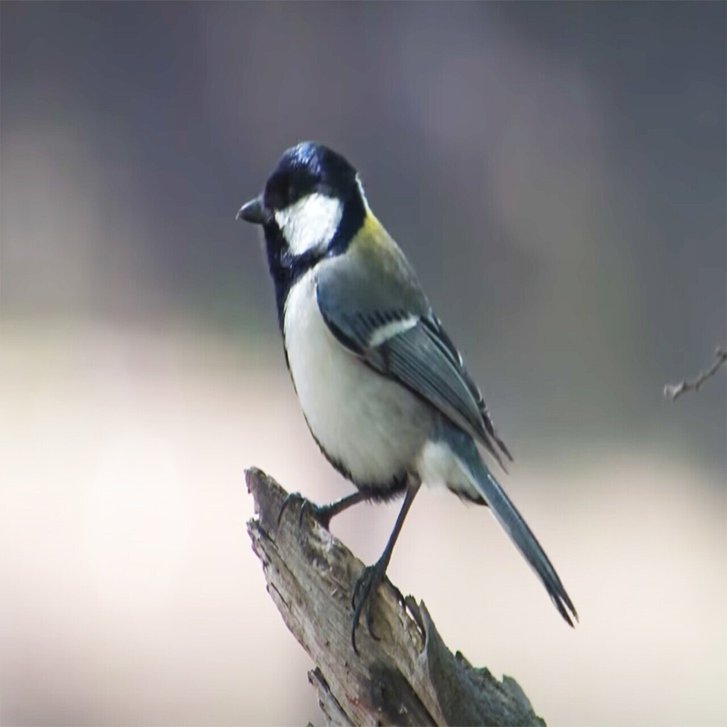 野鳥入門１ カラ類の４種類の見分け方 Birdlover Note