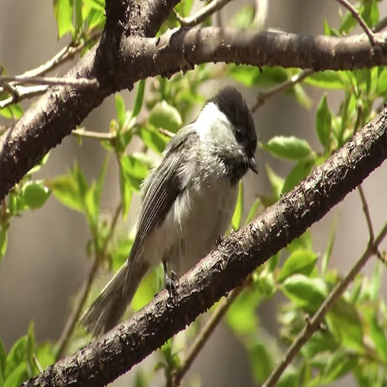 野鳥入門1 カラ類の4種類の見分け方｜Birdlover