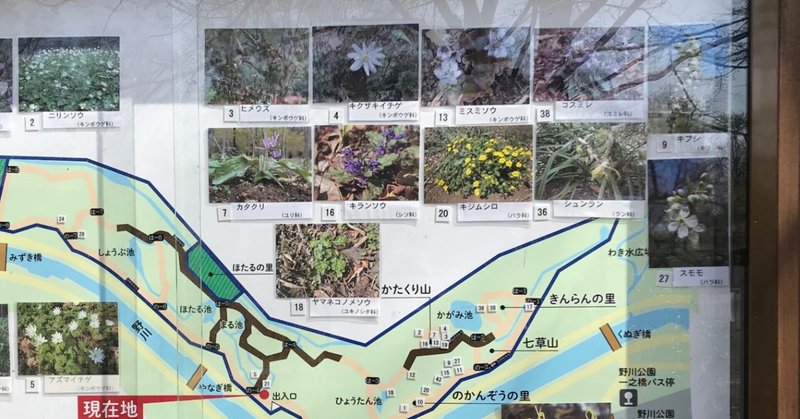 野川公園自然観察園の植物たち2021-3-18