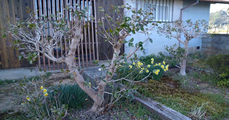 植木の剪定 サザンカの剪定とお礼肥 ここ 古民家 Note