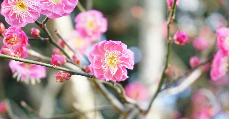綺麗なお花 なおっち Note