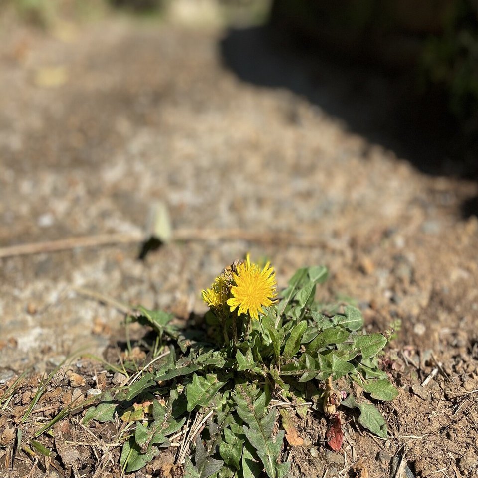 タンポポ・ラン｜Sampo（山帆）