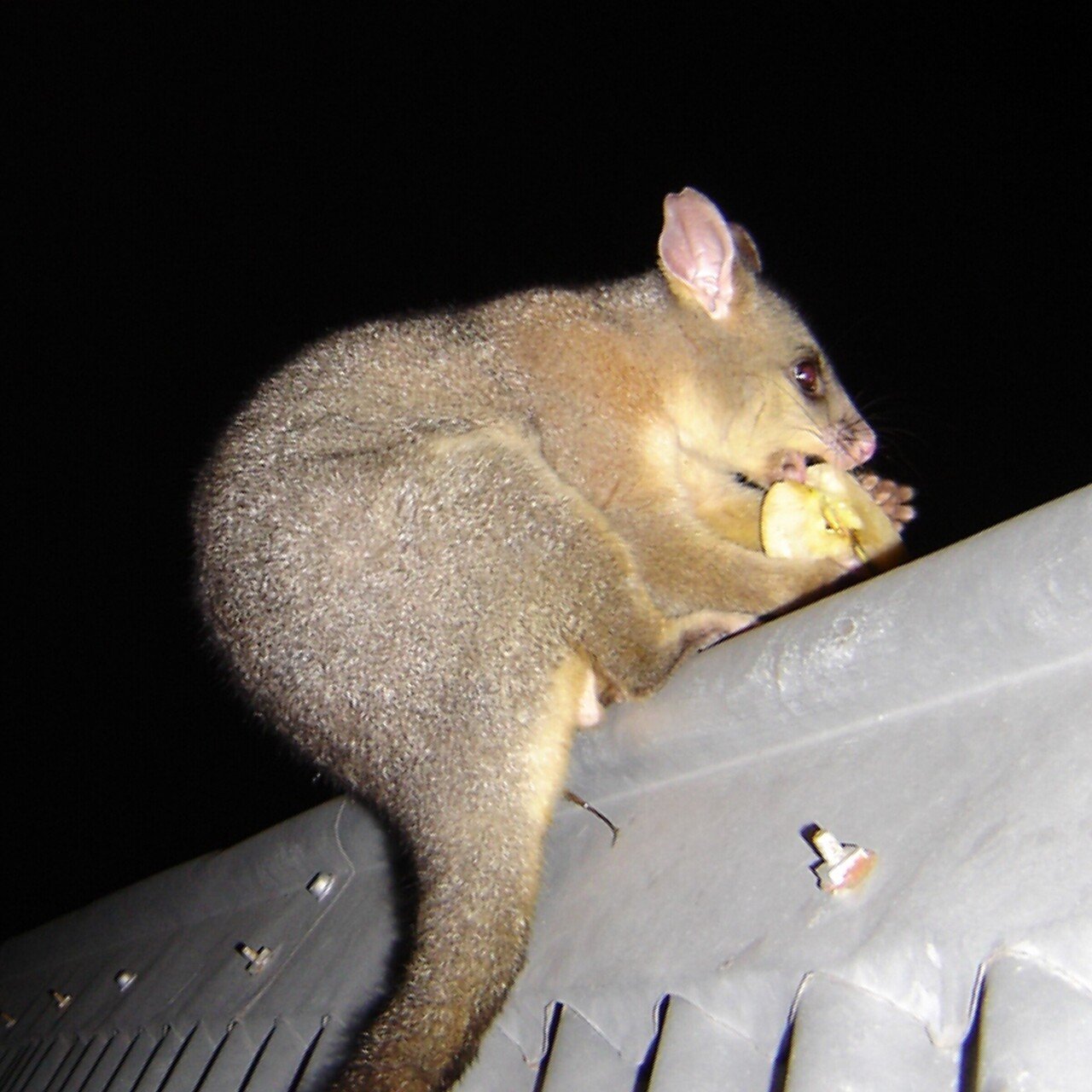 ポッサム の新着タグ記事一覧 Note つくる つながる とどける