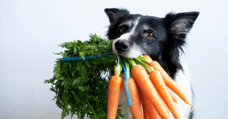 【意外と知らない】犬に野菜は食べさせなくて良い？？