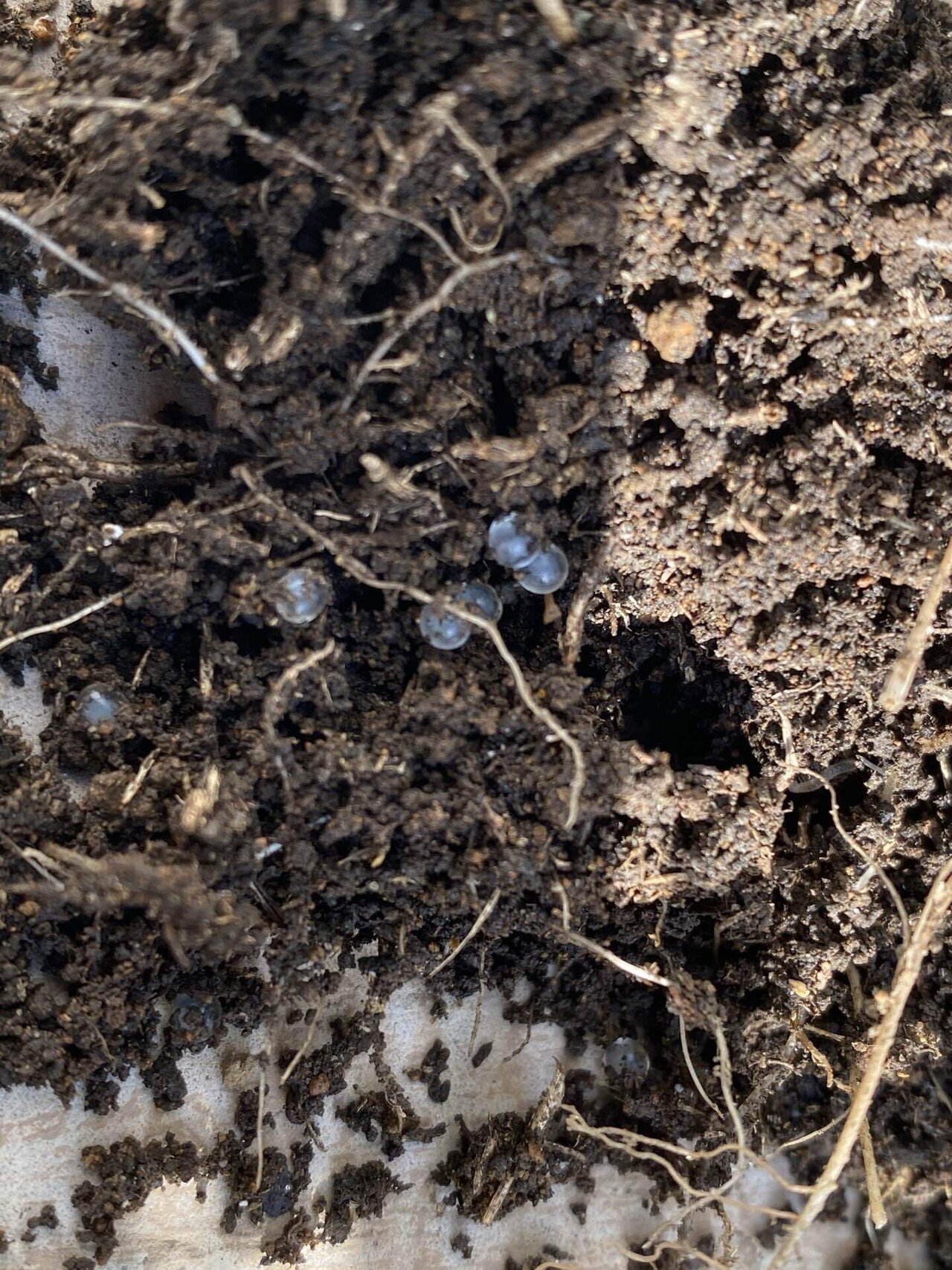 ナメクジの卵 のののすけ Note ナメクジの卵 のののすけ Note