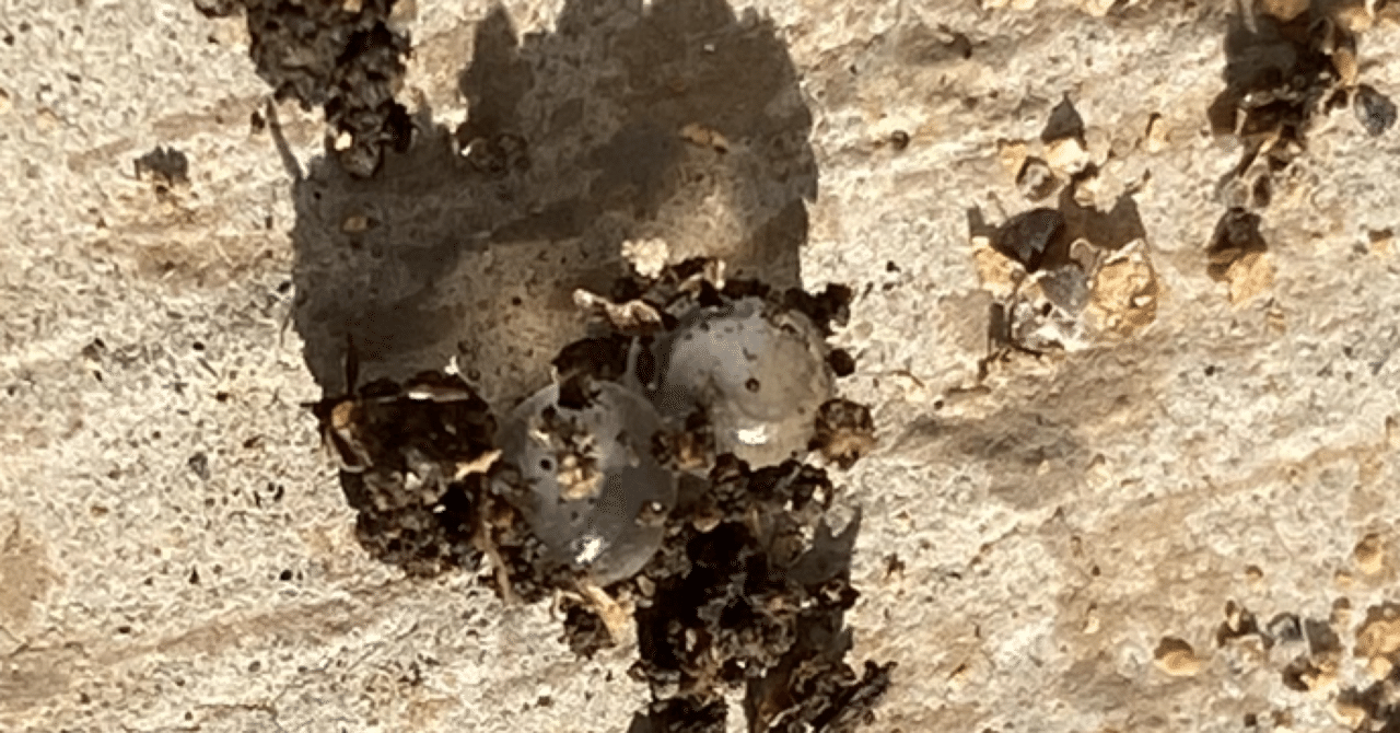 ナメクジの卵 のののすけ Note ナメクジの卵 のののすけ Note