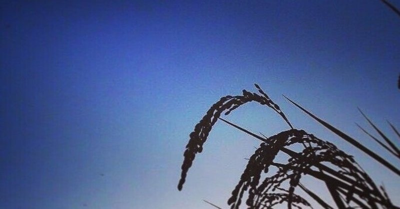 実り多き穂は首を垂れる こちらオンライン事業部 Note