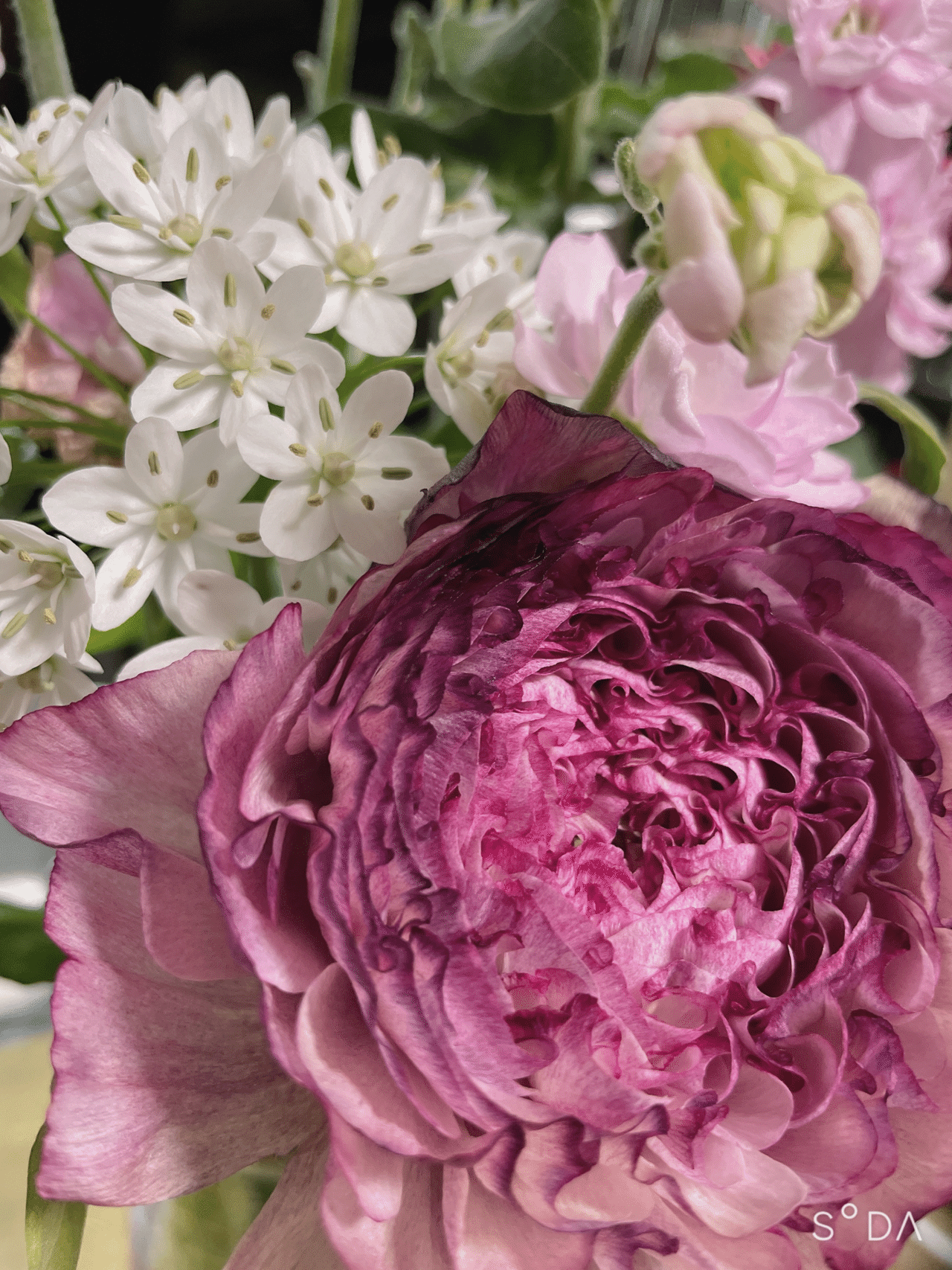 ラナンキュラス 巷のyuki Note