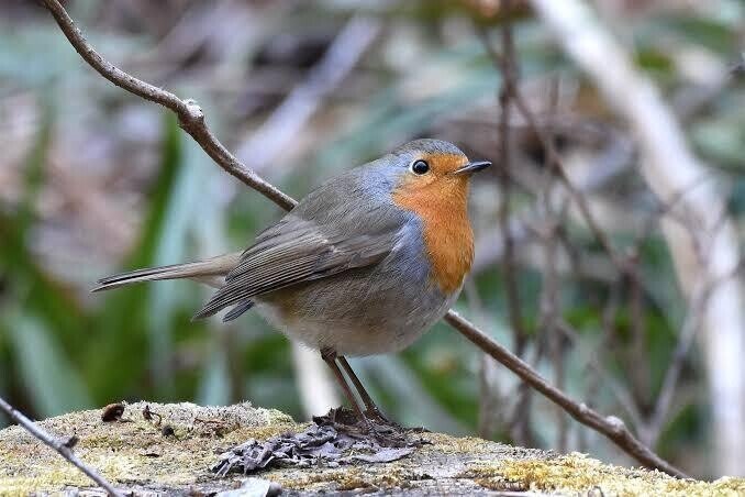 第1520回 ロビンという名の野鳥｜翆野 大地