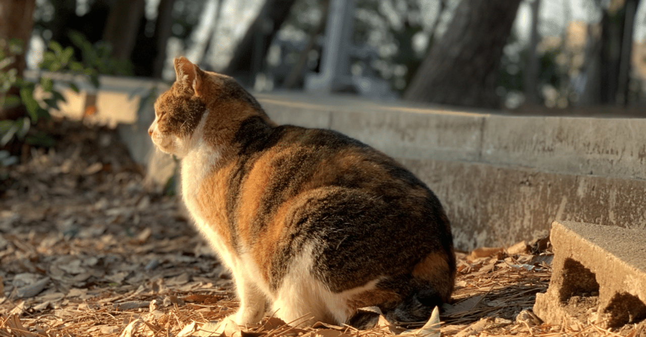 我が家の猫同士の関係 土井けいじ Keiji Doi Note