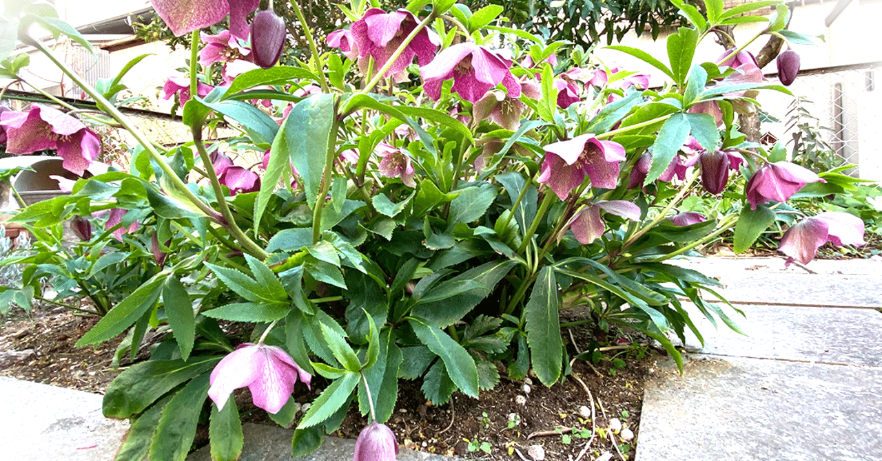 クリスマスローズが好きな6つの理由～めざせグリーンフィンガーズ