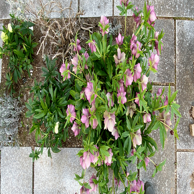 クリスマスローズが好きな6つの理由～めざせグリーンフィンガーズ