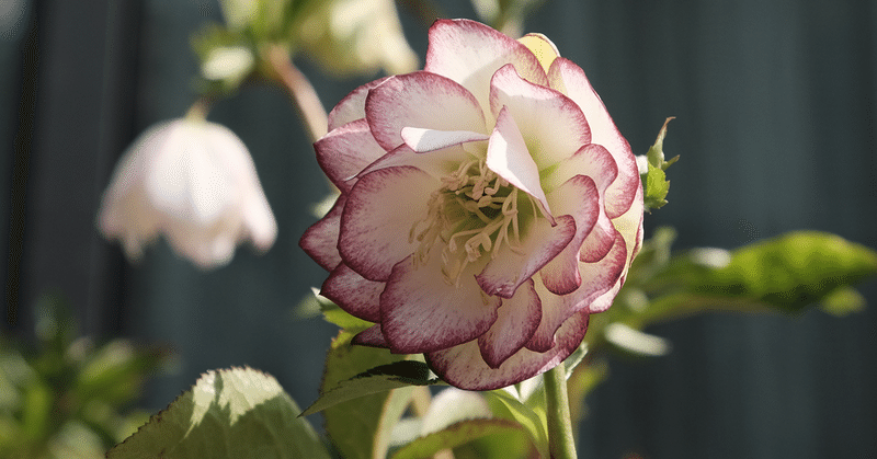 クリスマスローズが好きな6つの理由 めざせグリーンフィンガーズ コンクロ Web便利屋系 Note