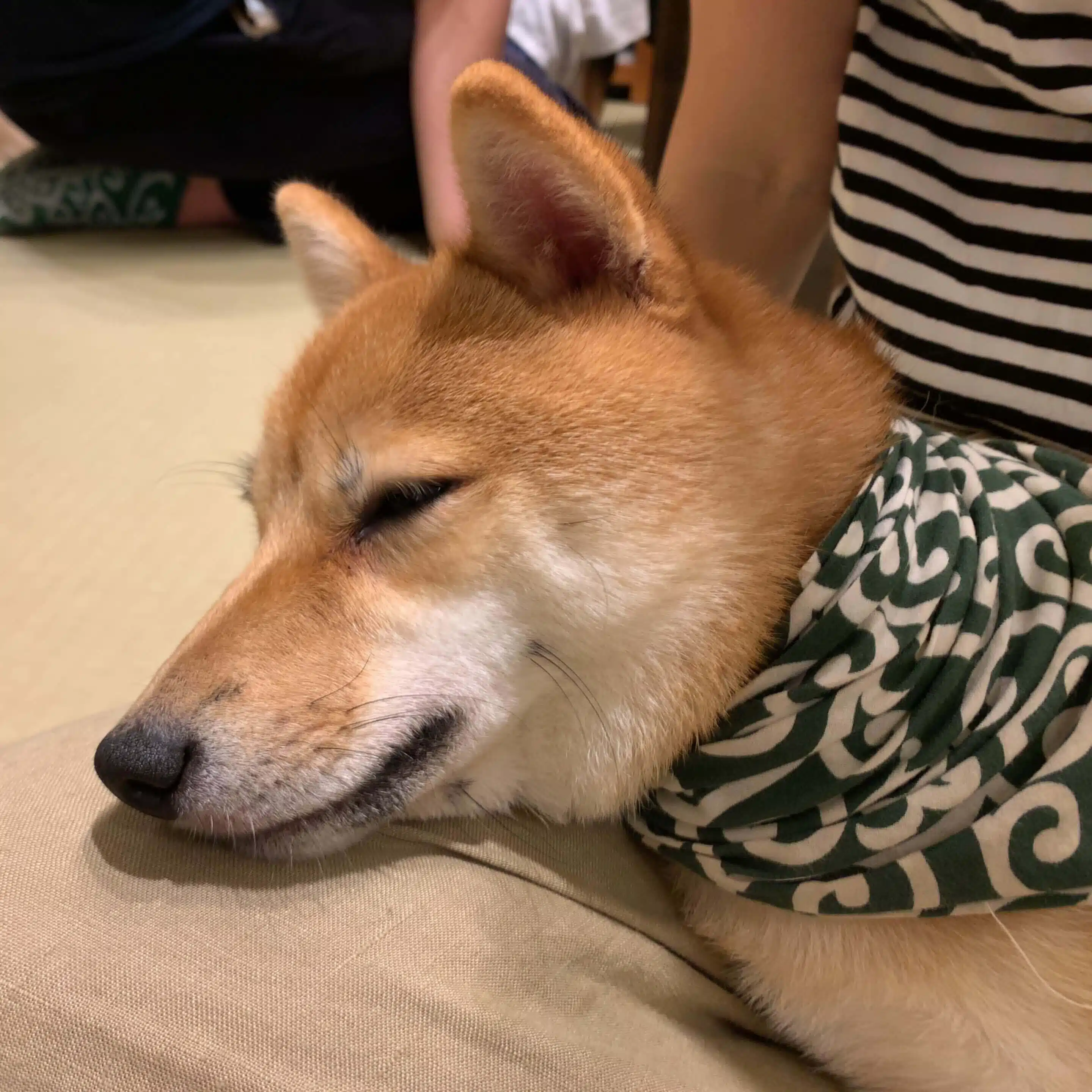 tora