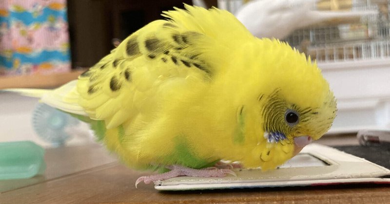 インコの歩く姿はなぜこんなに可愛いのか インコまるけ Note