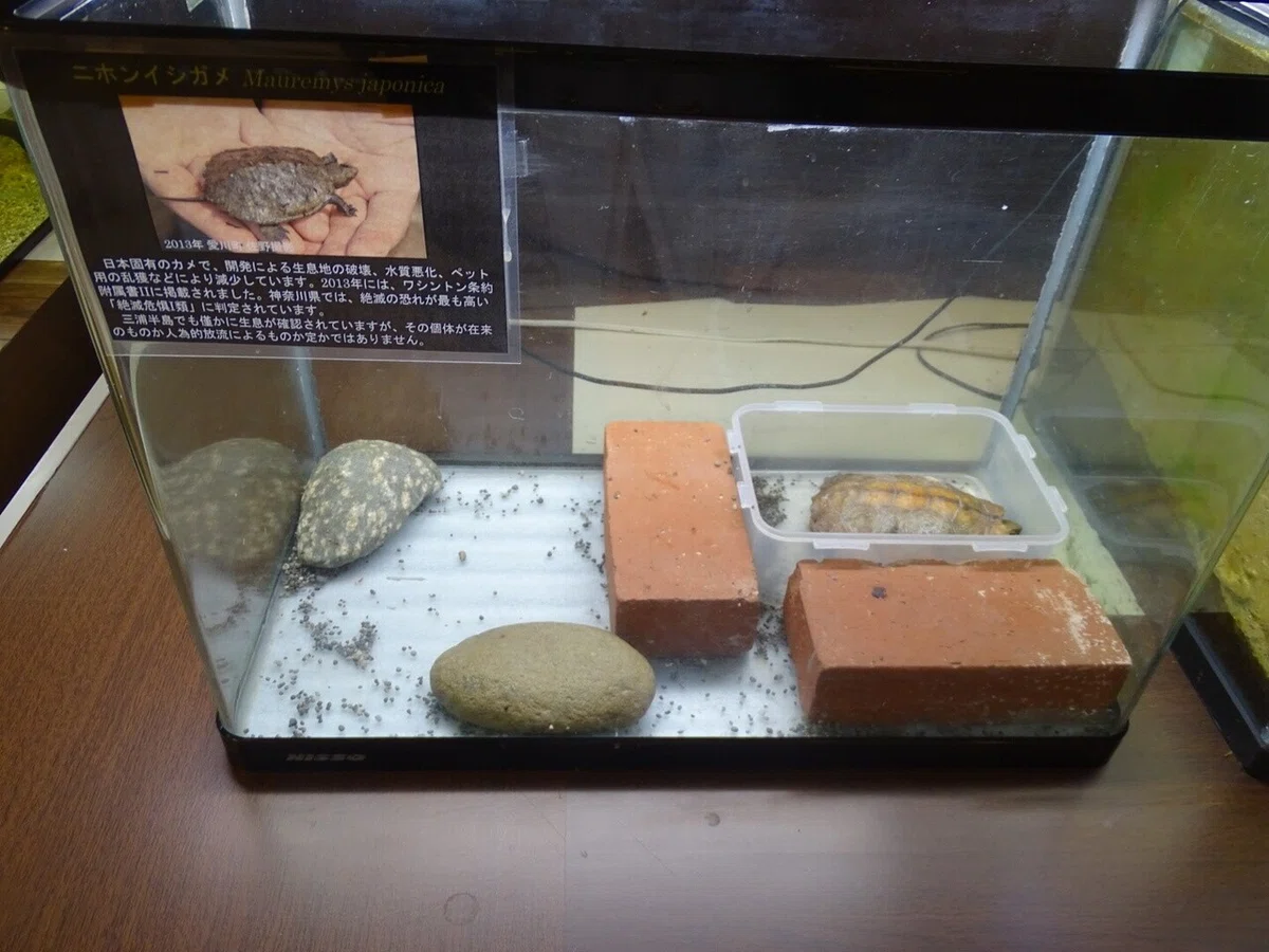 画像17