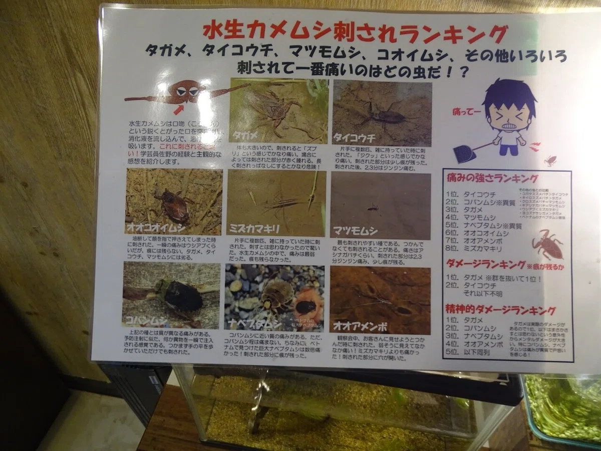 画像31