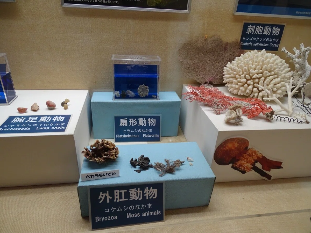 画像37