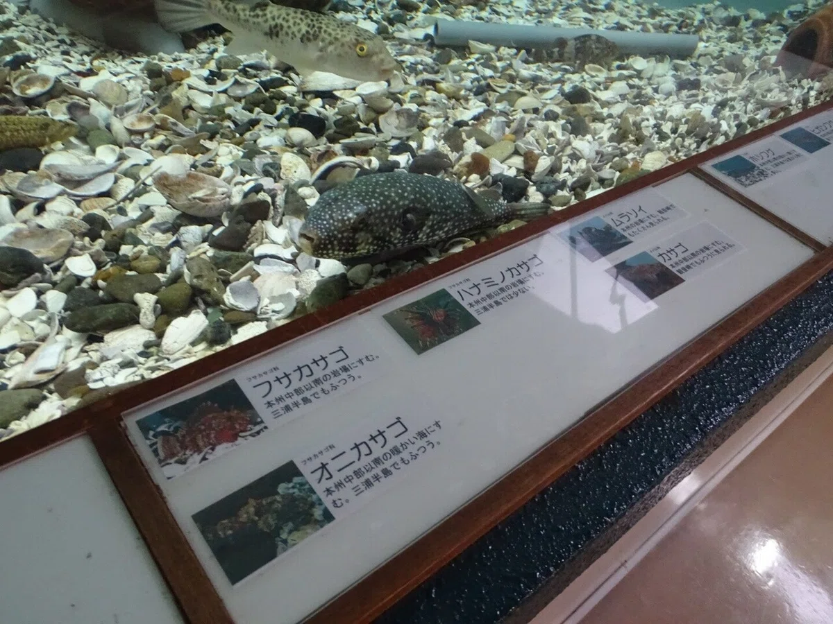 画像41