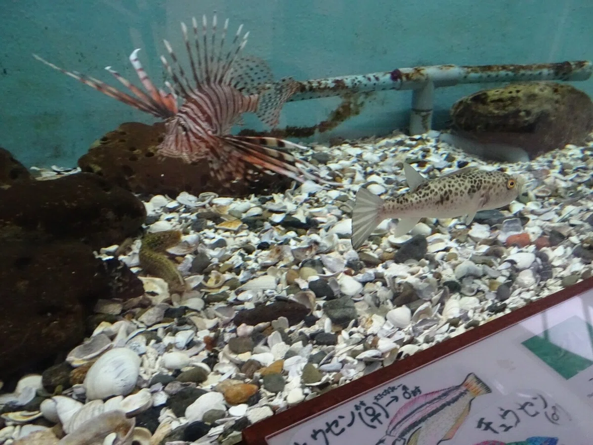 画像39