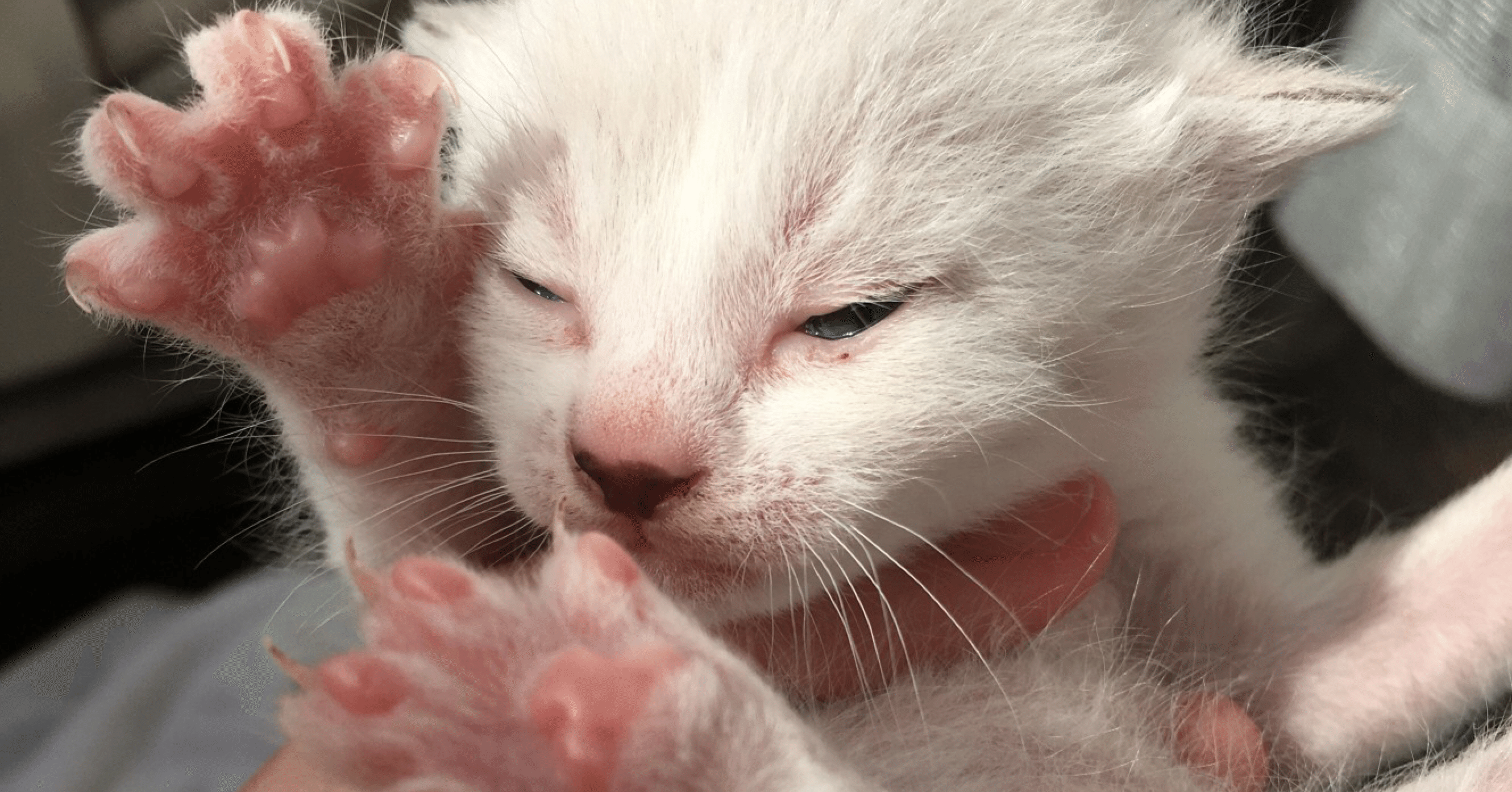 我がアパートにいる野良猫たち ナカタ アサミ Note 我がアパートにいる野良猫たち ナカタ アサミ Note