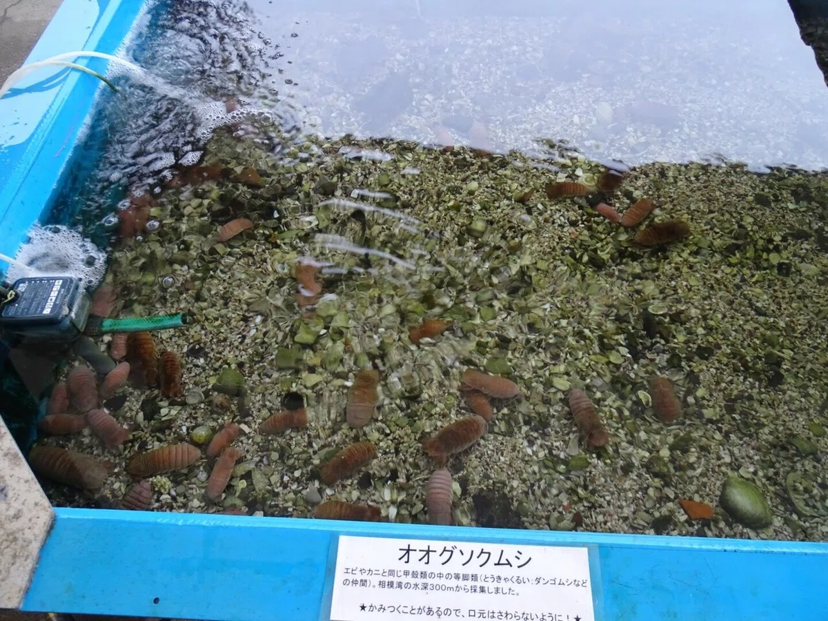 画像42
