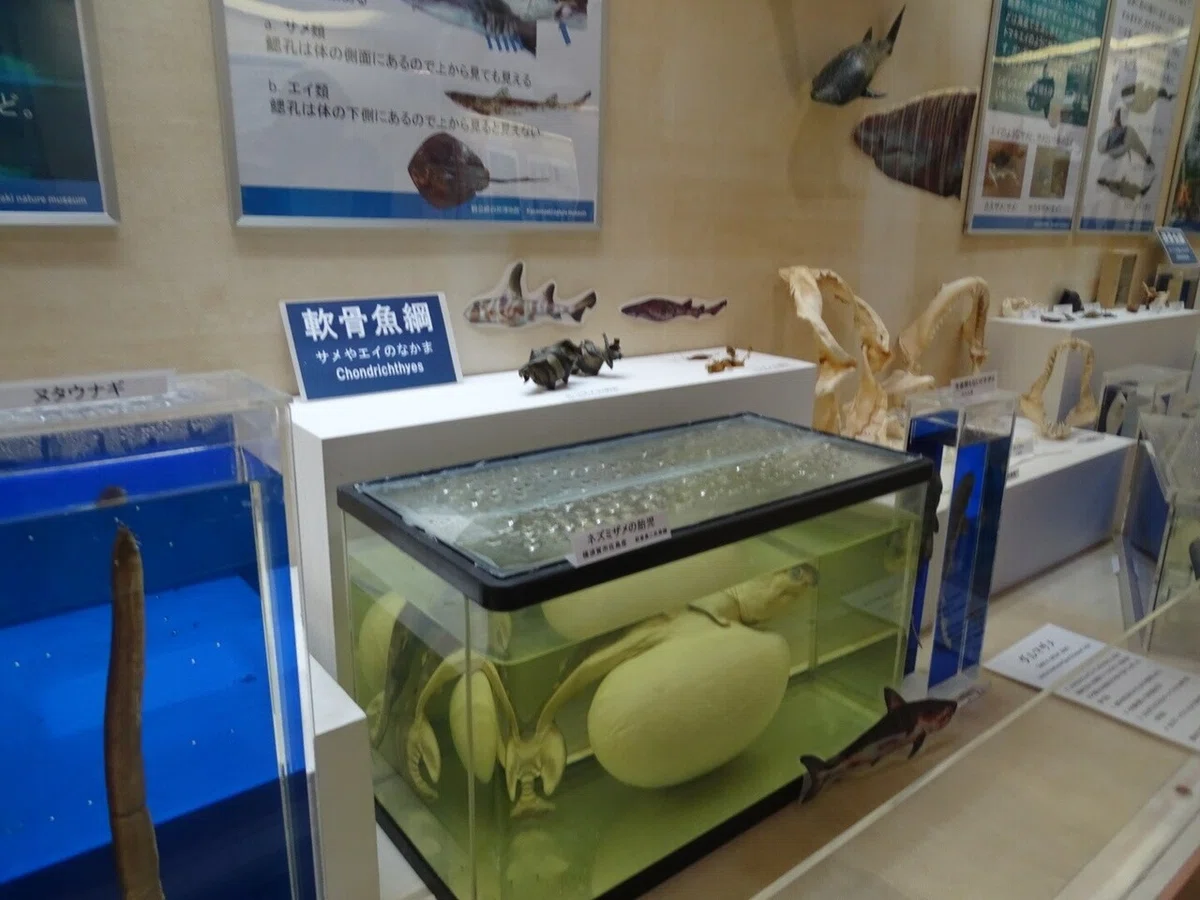画像50