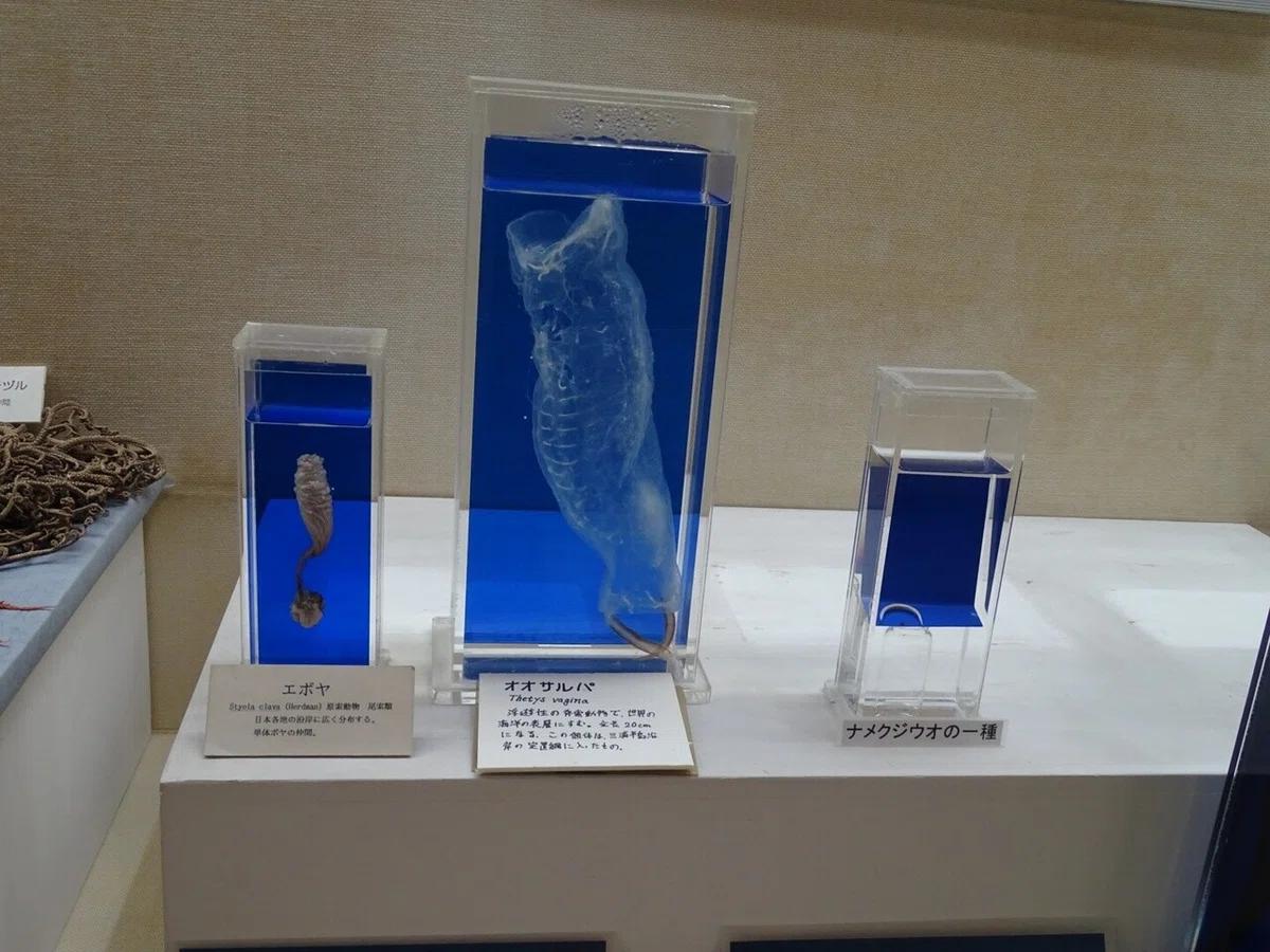 画像51