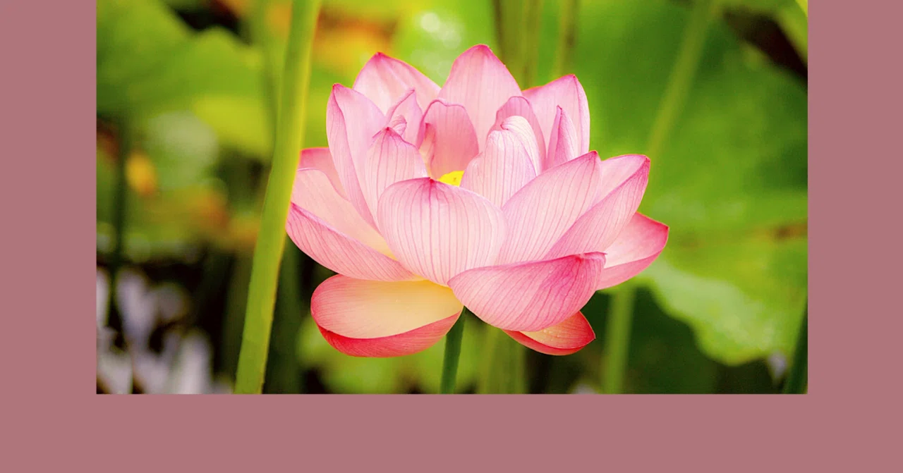 Reflections and Lessons from 'The Smile of a Flower, The Prayer of a ...