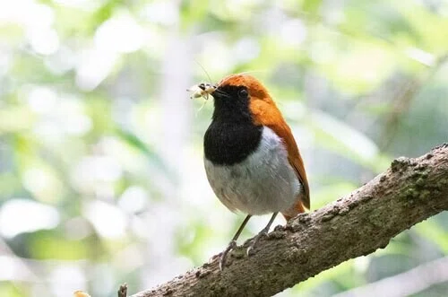 第1520回 ロビンという名の野鳥｜翆野 大地