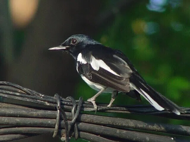 第1520回 ロビンという名の野鳥｜翆野 大地