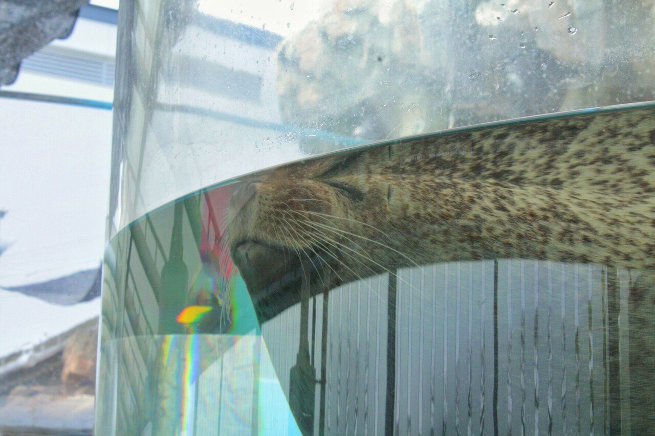 7京都水族館の生きもの 動物写真家志望中学生 咲太郎 さくたろう Note