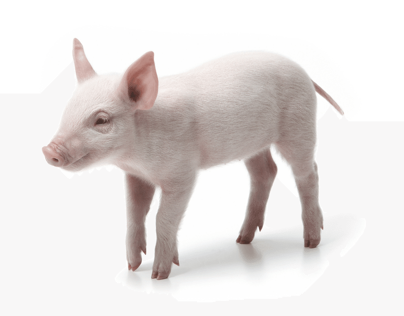 嚙んで砕こう Sow Swine 豚を指す英単語 知ってます 水島ひらいち 教養大学雑学部おバ科 Note