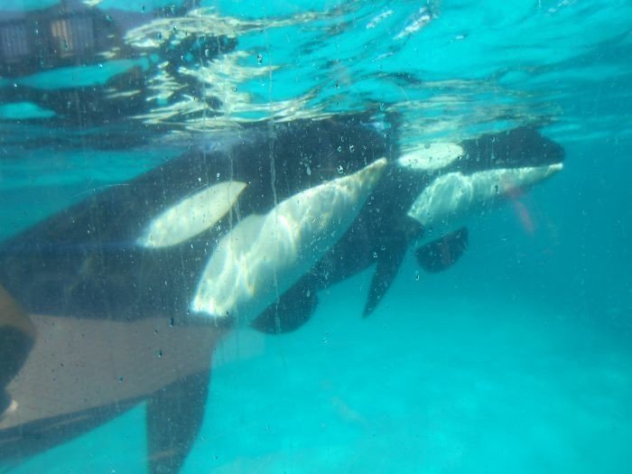 どうしてシャチのこと、こんなに好きなんだろう。｜TRIP'S（トリップス