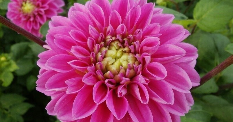 スタンド花の作り方 ダリアのnamahageマジックを使った華やかなアレンジ Angel Tenshi Note