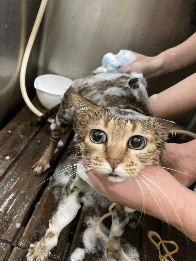 拡散希望 タイムリミットは5月まで 今週末3 21 日 の譲渡会に参加する尼崎市営住宅で飼えなくなった11匹の猫 達の紹介をします にゃんこの里60家 Note